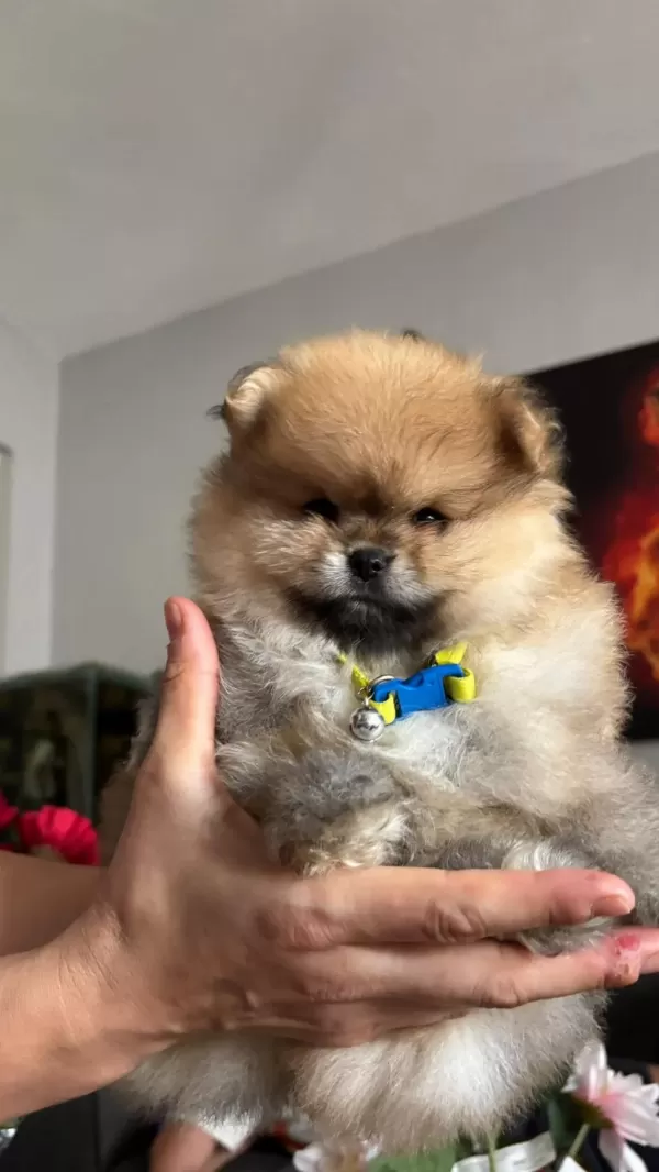 Pomeranian Boo Erkek Köpeğimiz