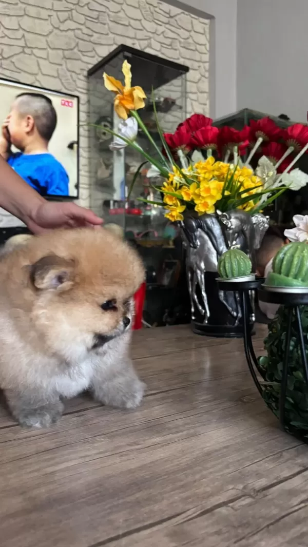 Pomeranian Boo Erkek Köpeğimiz