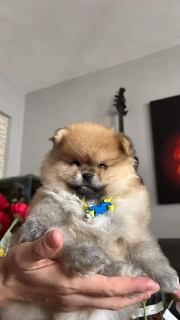 Pomeranian Boo Erkek Köpeğimiz