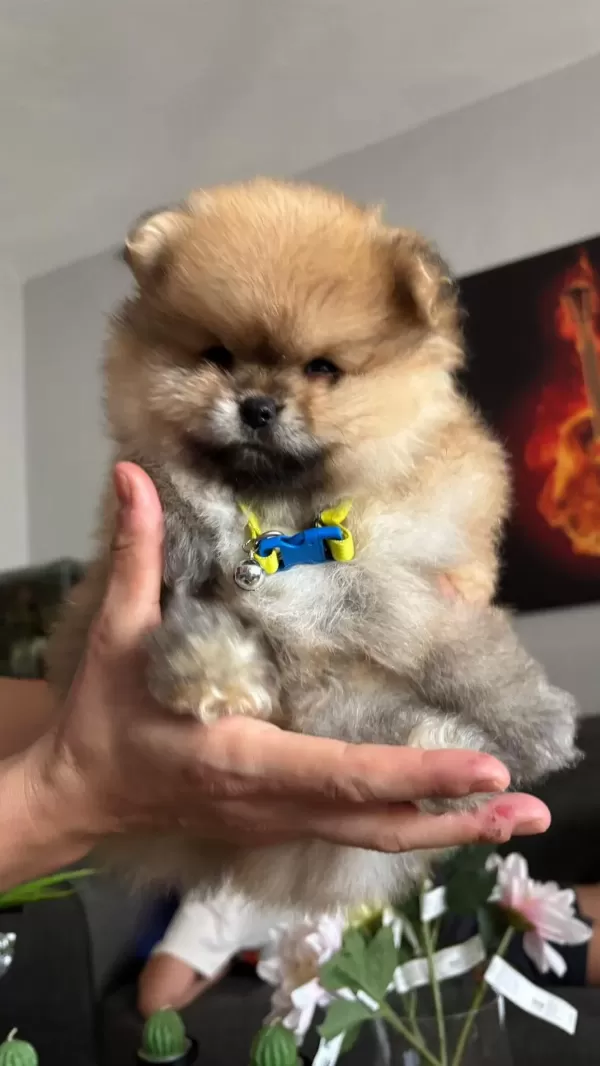 Pomeranian Boo Erkek Köpeğimiz
