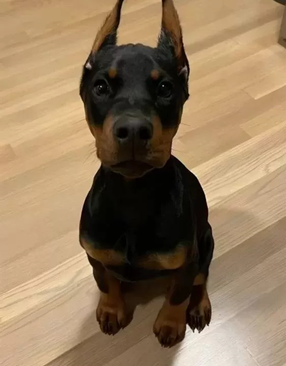 Ki̇ng Orjinal Secereli̇ Doberman Yavrular