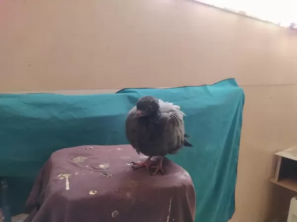 Ergen Bir Yaban Güvercini