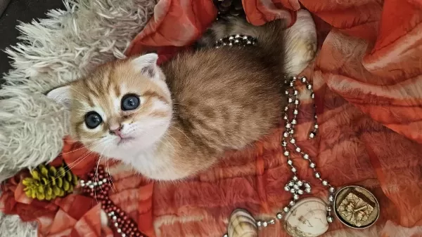 Golden Scottish Fold Erkek Bebekler