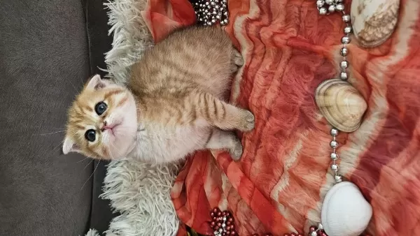 Golden Scottish Fold Erkek Bebekler