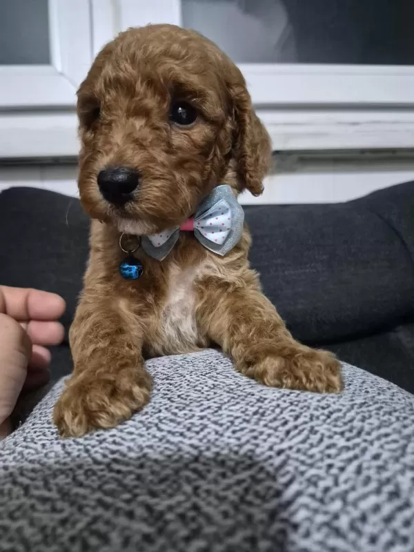 Toy Poodle Yavrular Tuvalet Eğitimli