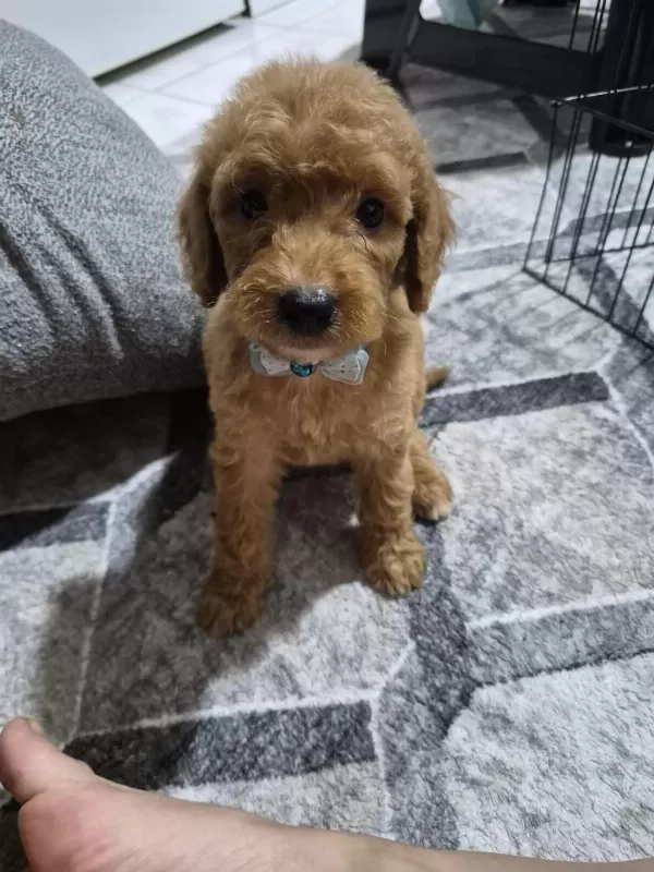 Toy Poodle Yavrular Tuvalet Eğitimli