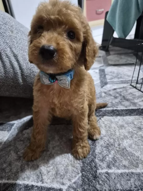 Toy Poodle Yavrular Tuvalet Eğitimli