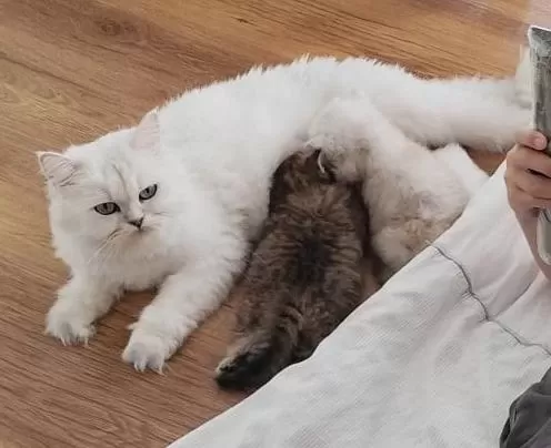 Safkan Anne Ve Babadan British Longhair