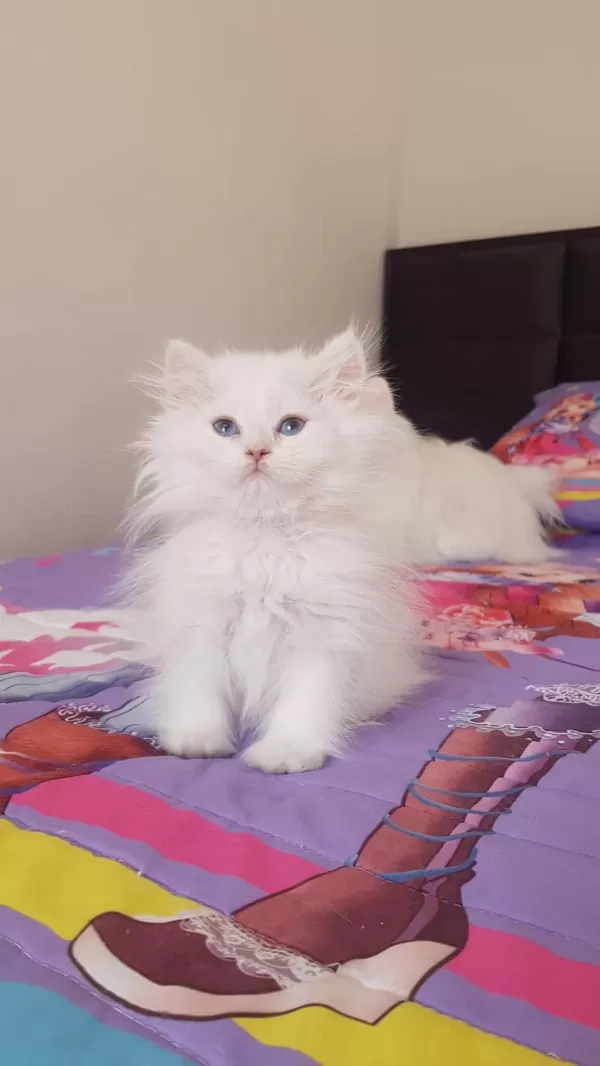 British Longhair Silver
