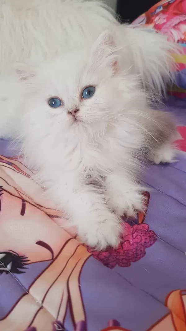 British Longhair Silver