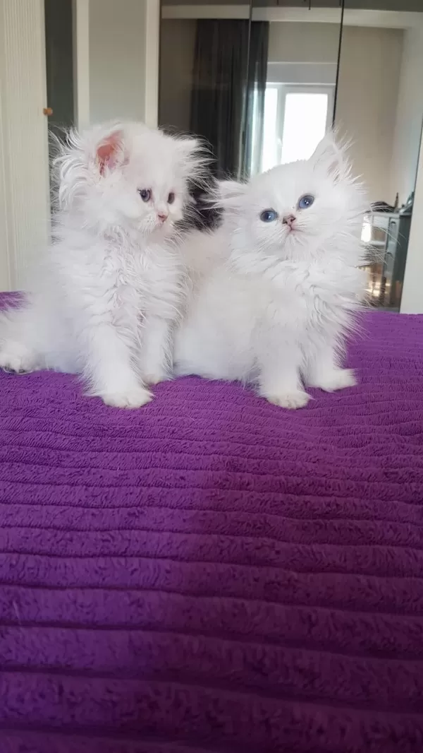 British Longhair Silver