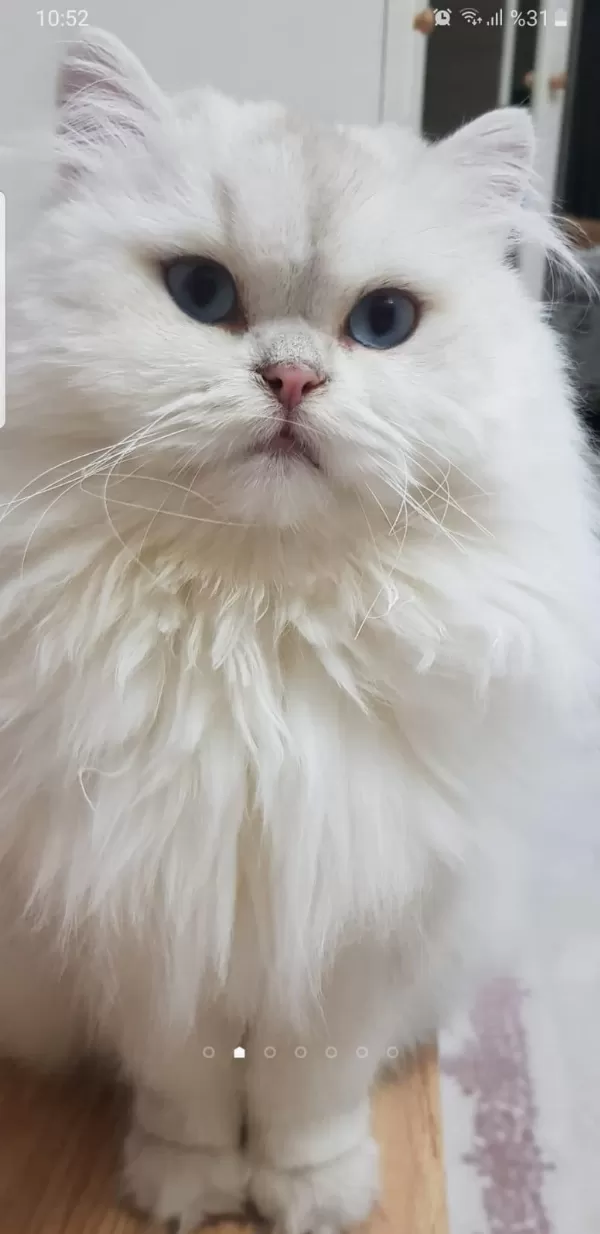 British Longhair Silver