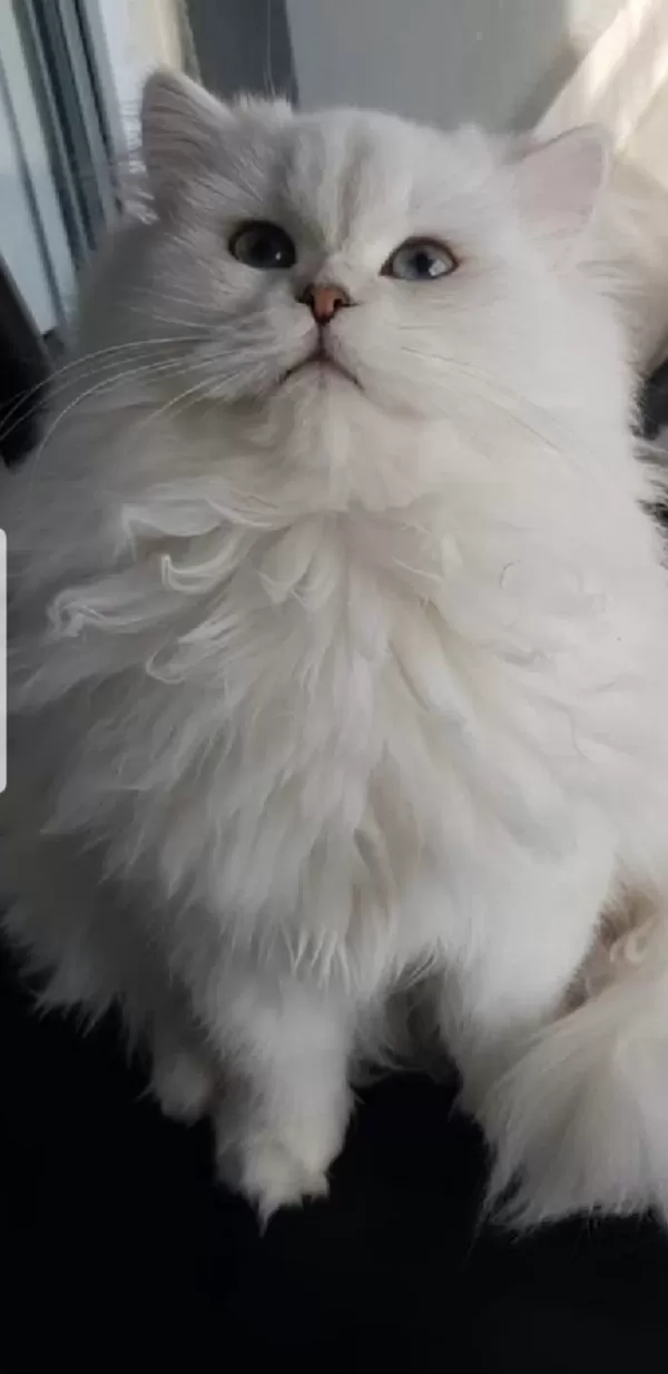 British Longhair Silver