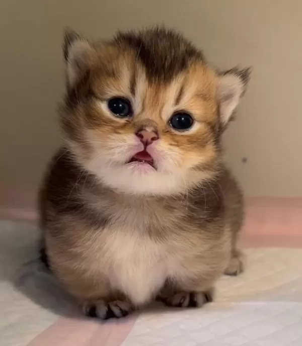 British Shorthair Golden Bebek