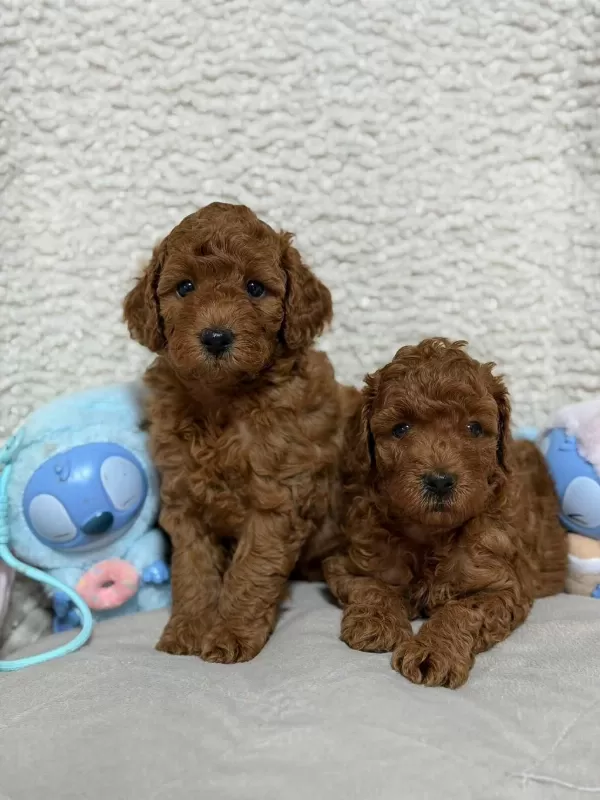 Ruhsatli Köpek Çiftliğinden Toy Poodle Köpeklerimiz