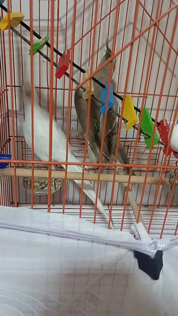 Albino Erkek Grey Disi Sultan Papağanlari