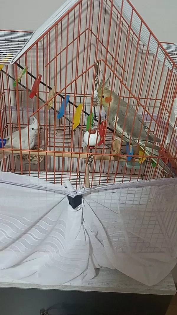 Albino Erkek Grey Disi Sultan Papağanlari