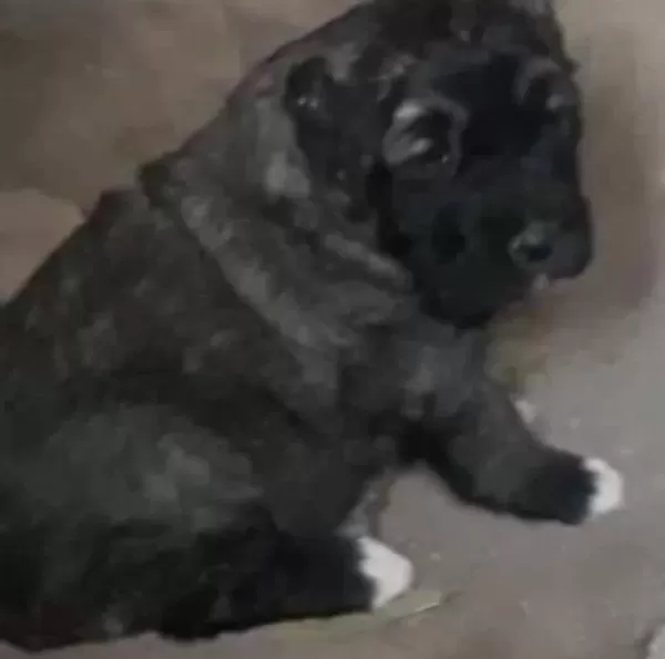 Satilik Kangal