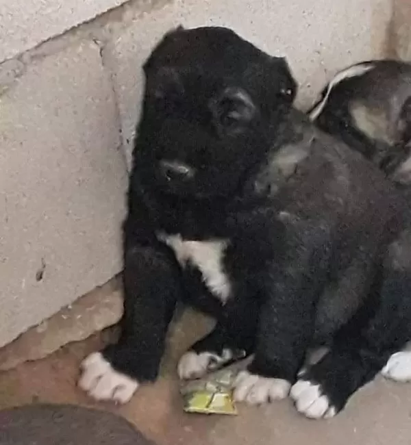 Satilik Kangal