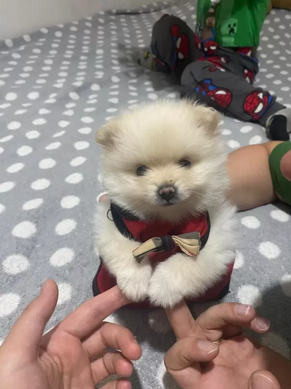 Güzellik Pomeranian 1,5 Aylık