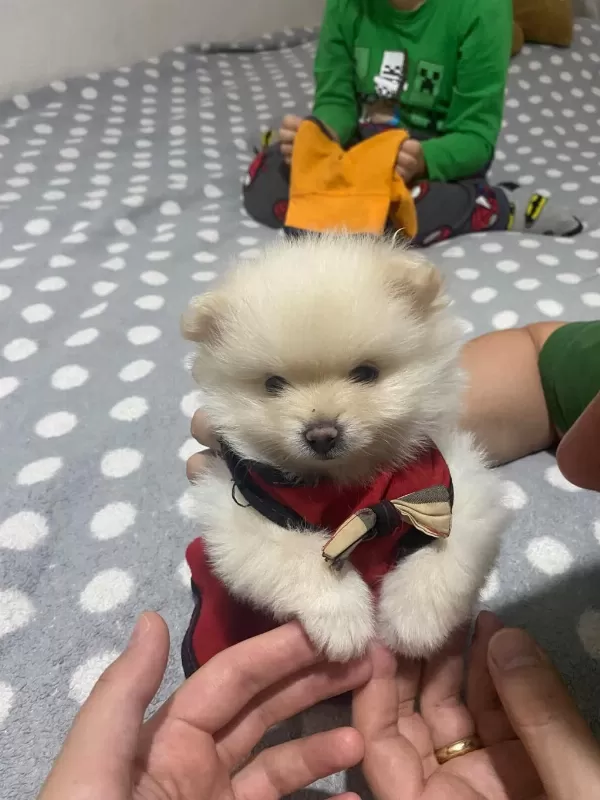 Güzellik Pomeranian 1,5 Aylık