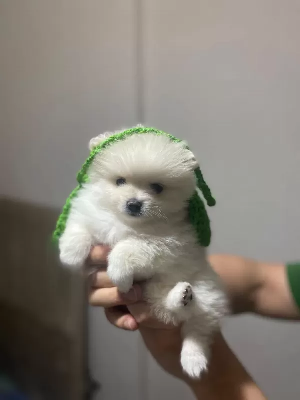 Sevimli Pomeranian Prenses