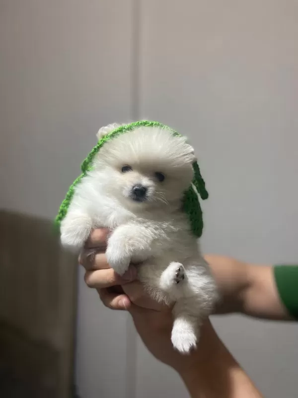 Sevimli Pomeranian Prenses
