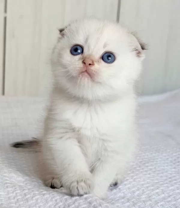 Bebek Surat Silver Scottish Fold