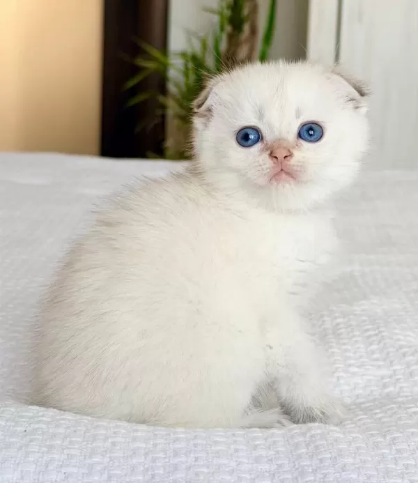Bebek Surat Silver Scottish Fold