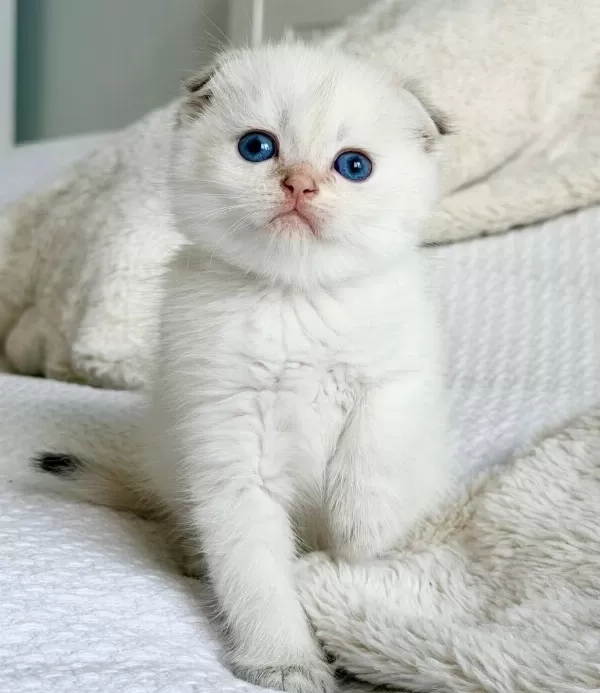 Bebek Surat Silver Scottish Fold