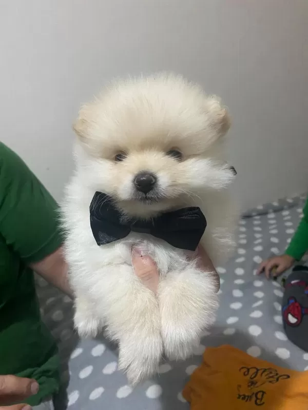 Yakışıklı Erkek Pomeranian