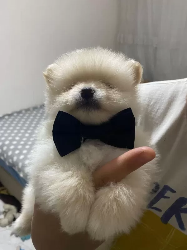Yakışıklı Erkek Pomeranian