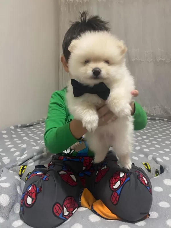 Yakışıklı Erkek Pomeranian