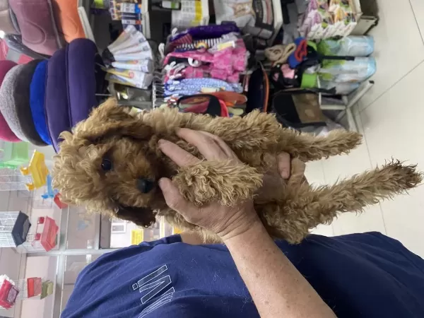Dişi-erkek Toy Poodle Yavrularımız