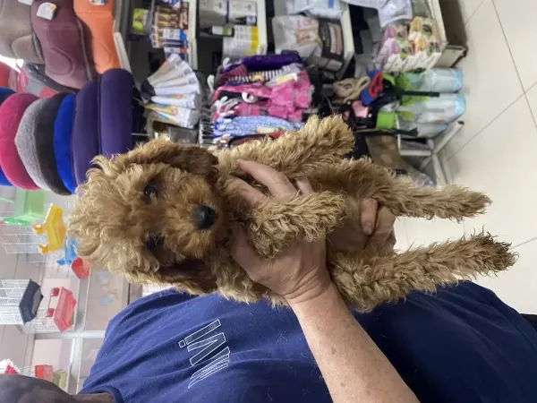 Dişi-erkek Toy Poodle Yavrularımız
