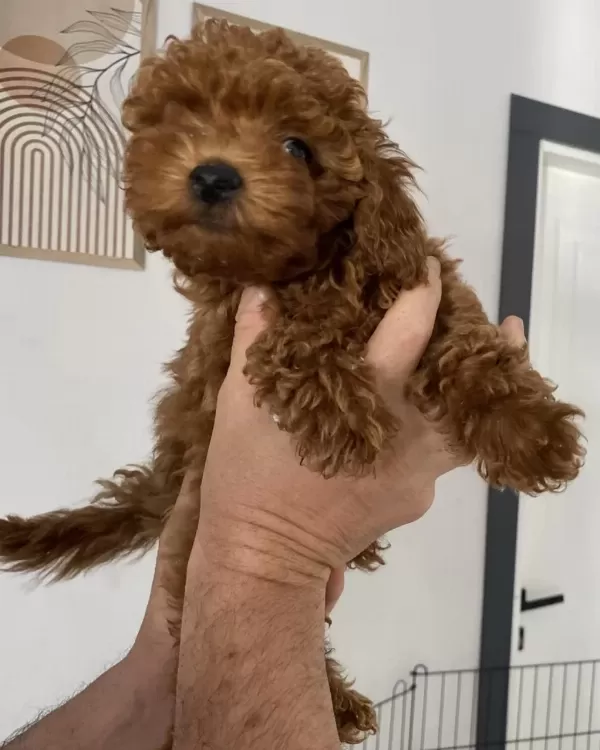 Dişi-erkek Toy Poodle Yavrularımız