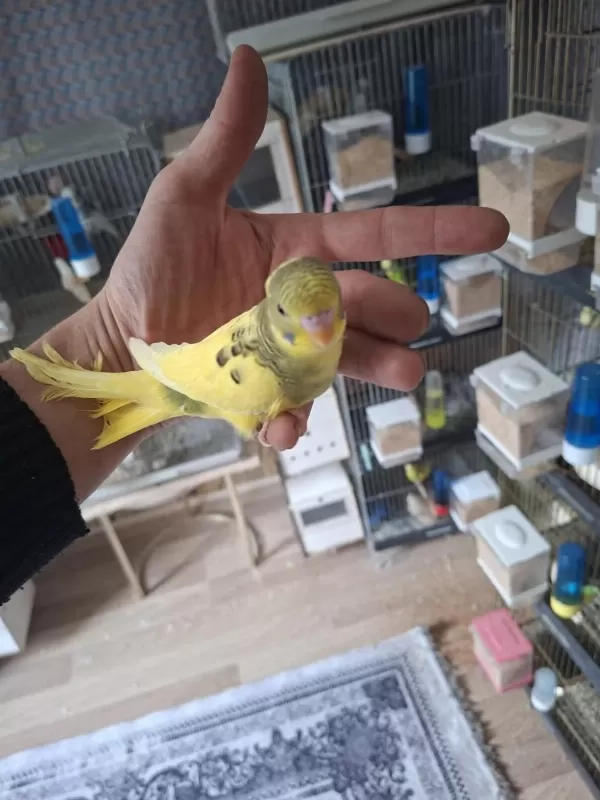 Yavru Yeme Düşecek Muhabbet Kuşları