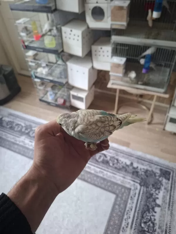 Yavru Yeme Düşecek Muhabbet Kuşları