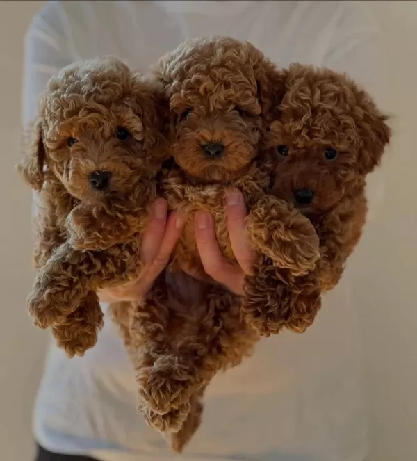 Ruhsatli Köpek Çiftliğinden Toypoodle Yavrularimiz