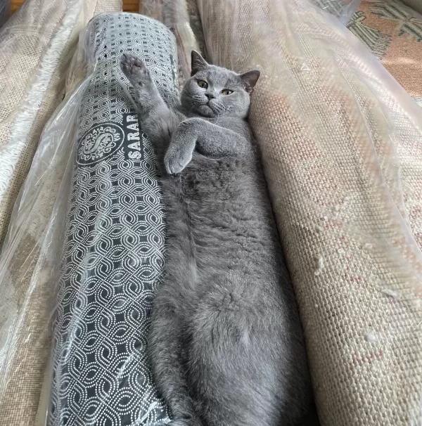 8 Aylık British Shorthair Erkeğimize Eş Arıyoruz
