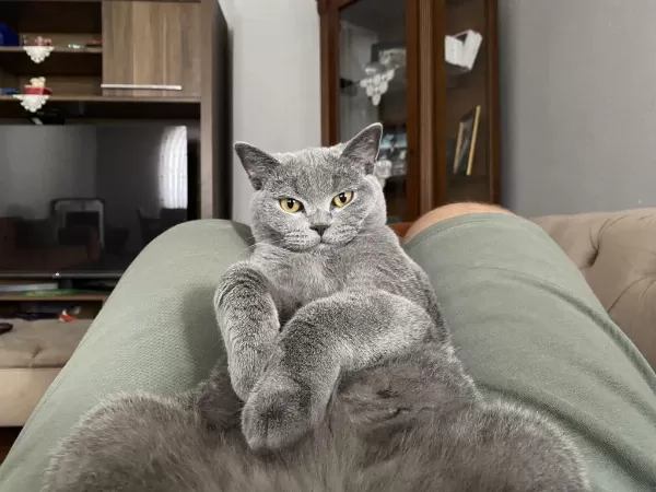 8 Aylık British Shorthair Erkeğimize Eş Arıyoruz