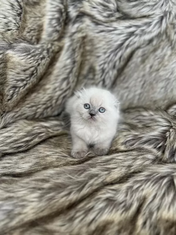 İrkına Uygun Tüy Ve Surat Yapısına Sahip Bebek Kediler