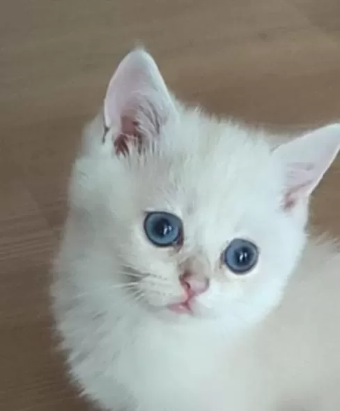 Safkan British Shorthair