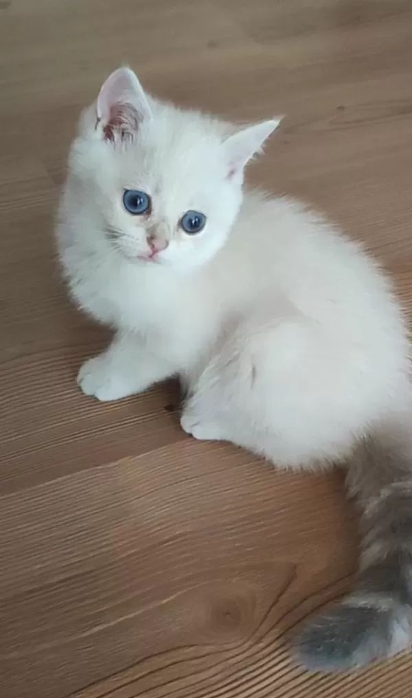 Safkan British Shorthair