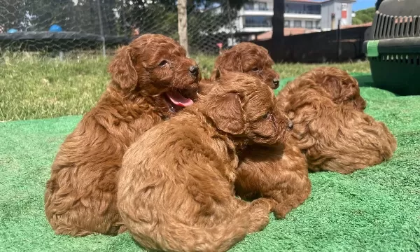 Orjinal Toy Poodle Öncelik Görerek Elden Teslim