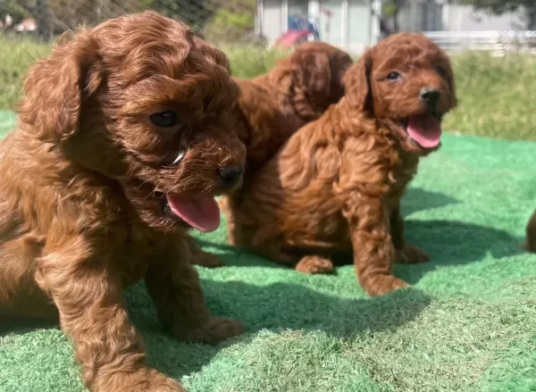 Orjinal Toy Poodle Öncelik Görerek Elden Teslim