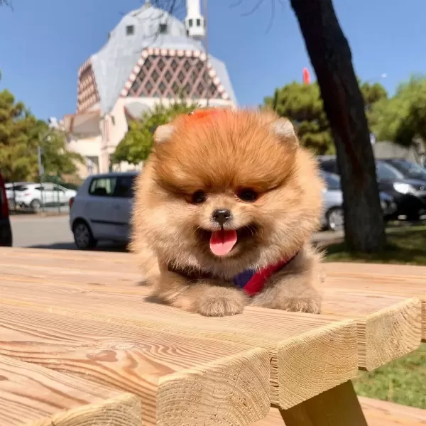 Pomeranian Boo Ayı Surat Yavrularımız