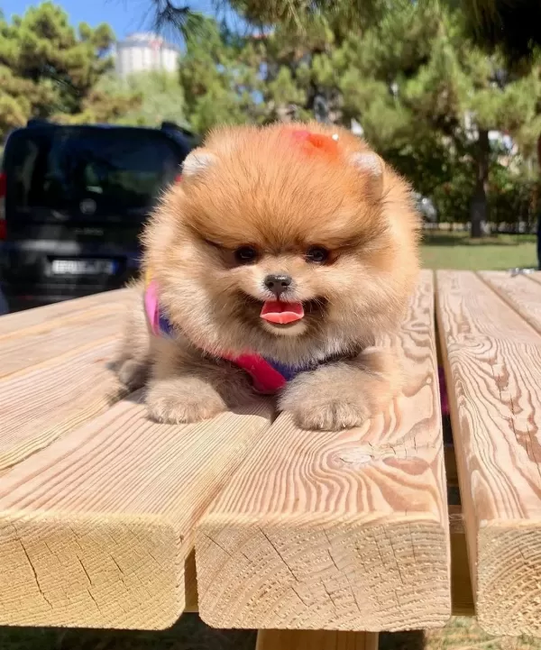 Pomeranian Boo Ayı Surat Yavrularımız