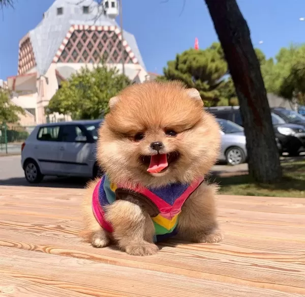 Pomeranian Boo Ayı Surat Yavrularımız