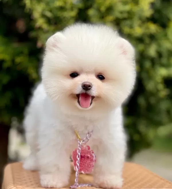Pomeranian Boo Ayı Surat Safkan Belgeli Yavrularımız